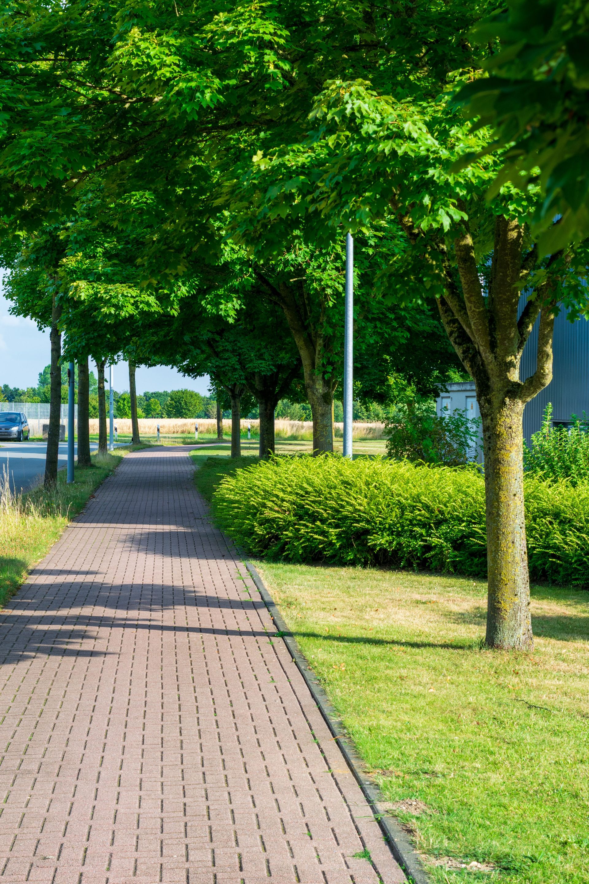 A beautiful sunlit pathway surrounded by lush green trees and grass on a summer day.