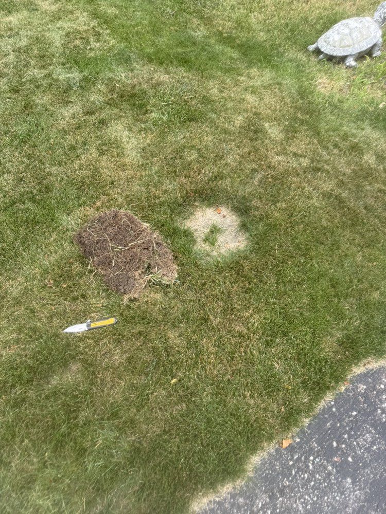o (5)